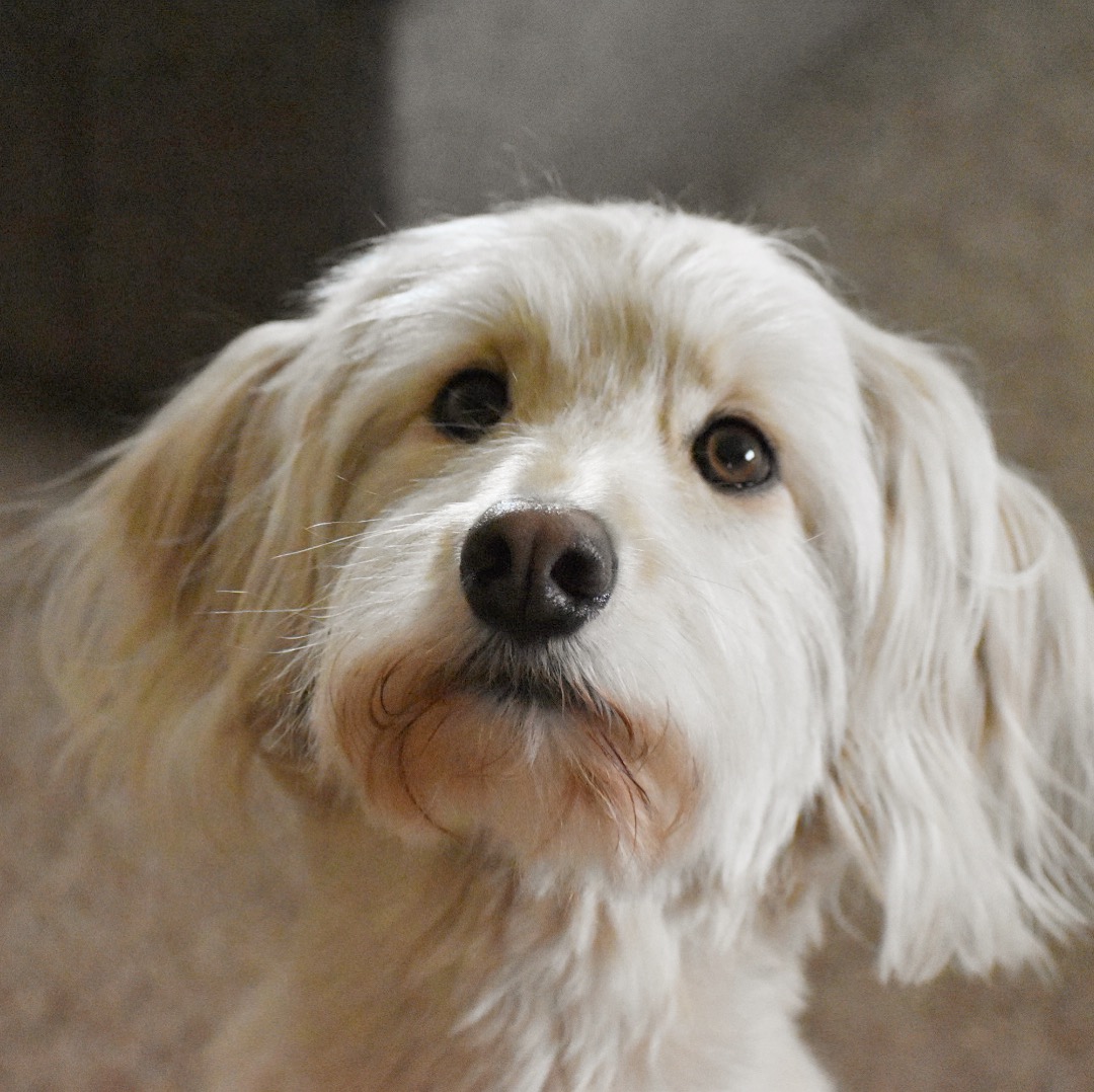 Goldendoodle dog, Chewie